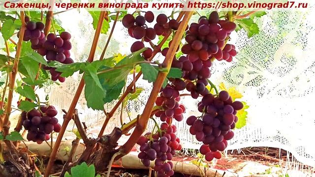 Виноград 4.08.2025- ПЕСТРЫЙ, очень раннего срока созревания, с мускатом в ягодах и плотной мякотью смотреть онлайн