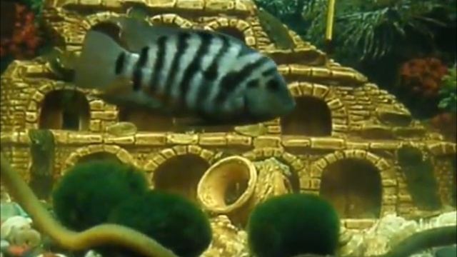 Мой аквариум смотреть онлайн