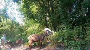 Все те же дела😅) сбор грибов 😊