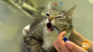 Киска, прими таблетку! Доброе утро. Фрагмент выпуска от 26.08.2025