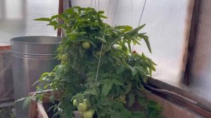 Тиэргэн-2025: Мотрена Саввична, Владимир Брониславович Боглачевтар, Кэнтик