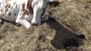 Уехали наши телятки !