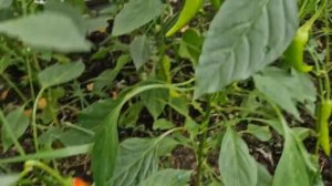 Подхватили вирус. Вся семья на карантине. Готовлю аджику. Муж будет в восторге. Жизнь в деревне.