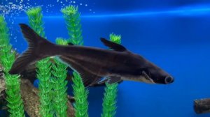 ✅Рубрика #Советы_специалиста. Акулий сом.