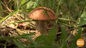 "Тихая" охота: мифы и правда о грибах. Доброе утро. Фрагмент выпуска от 26.08.2025