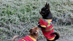 #Продаю ЦИРКОВЫХ собак #чихуахуа 25.08.25 #купить_щенка_чихуахуа_продаю 89215950848