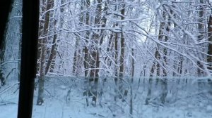 Коп в лесу. Александр (реставратор) 275