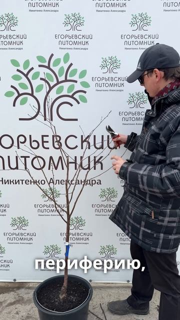 Обрезка двухлетних деревьев