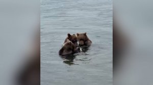 ГЛАША И КОМПАНИЯ