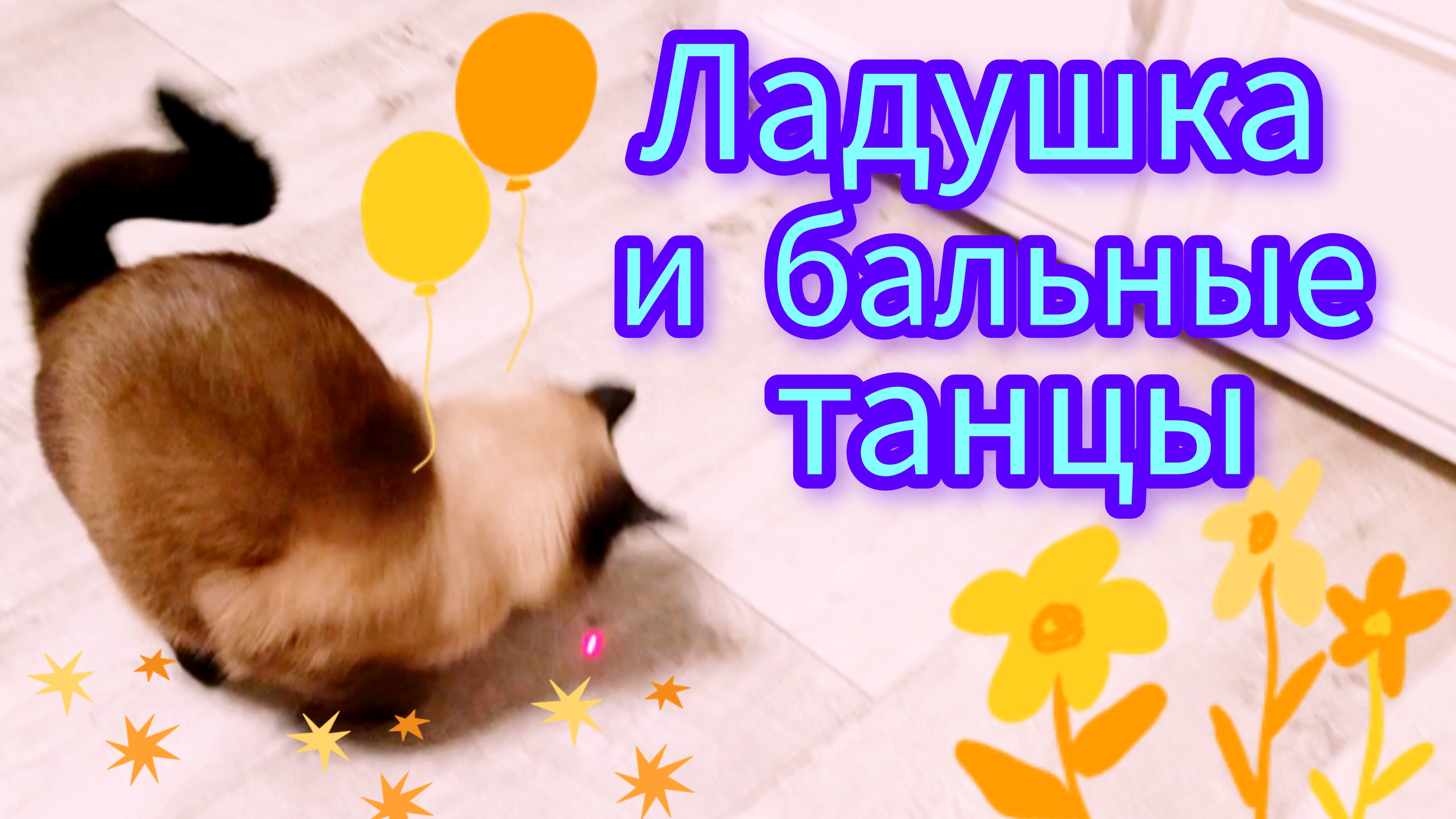 Смешная🐱кошка😂💃Ладушка #прикольные котики #смешныекоты #котики #Ладушка Ладушка #cat's