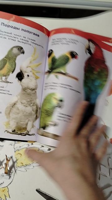 Доделала своего попугая🐦🌿☘️🌼 пишите идеи имён в комментариях))))) смотреть онлайн