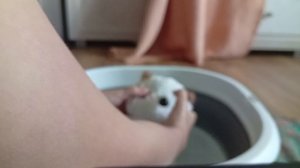 Купаю Лили😍 Лили плавает и ныряет! 🏊♀️