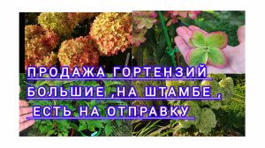 Гортензии в продаже ,выбирайте красоту и качество !