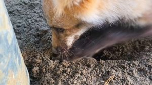 капаем как всегда после ужина