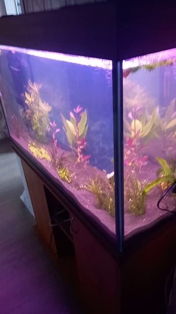 запуск аквариума 200л смотреть онлайн