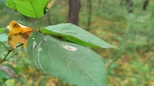 короткий тест видео от POCO X7 PRO