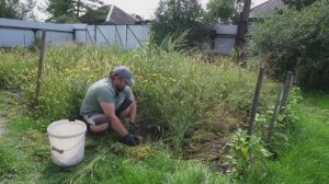 Дожди в Сибири Пора выкапывать картофель ПОДВАЛ ИЛЬИЧА капаю домашнюю картошку