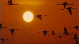 Альбом "Мы за собой сожгли мосты" (видео)