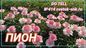 ПИОН «Do Tell» №414/Сад Ворошиловой