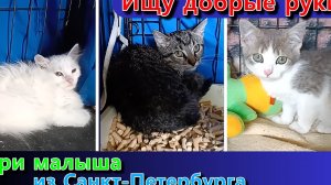 Ищу Добрые руки. Три малыша из Санкт-Петербурга.