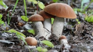 В Подмосковный лес за грибами. Открываем сезон 2025г.