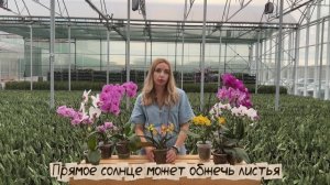 Уход за фаленопсисом /полив, пересадка