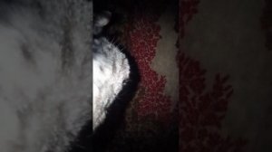 планы на будущее