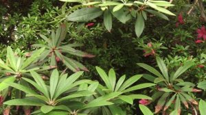 ВДНХ.Ботанический сад 1 мая