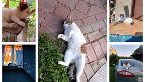 Проделки Микусика 6