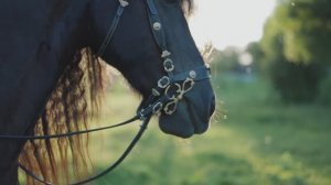 8921257-hd_1920_1080_25fps