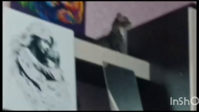 Котики. Разведка) смотреть онлайн