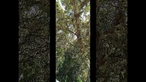 На горе Санта Марта. Португалия.