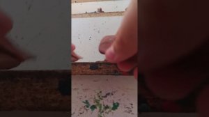 1000012395.mp4 лепим сад из роблокса