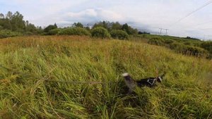 С хаски Диком на болоте 22.08.25