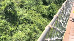 Парк Ялонг Бей: Орхидеи, страусы и вид на залив со стеклянного моста.