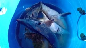 Запуск 100 кг. осетра в Нижний пруд. Клёвое место Лосиный остров.