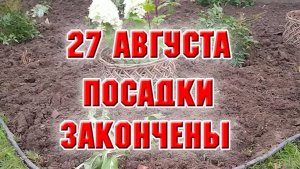 27 августа. Закончила посадки на новой клумбе у забора