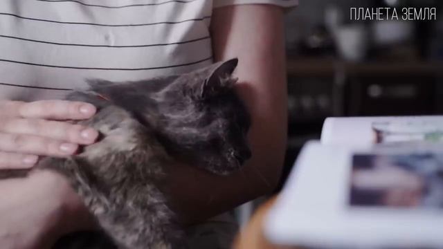 Интересные факты о кошках-история появления