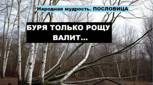 Народная мудрость. ПОСЛОВИЦА. БУРЯ ТОЛЬКО РОЩУ ВАЛИТ...