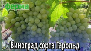 Виноград сорта Гарольд