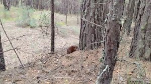 Ондатра-путешественница из Бузулукского бора удивила инспекторов