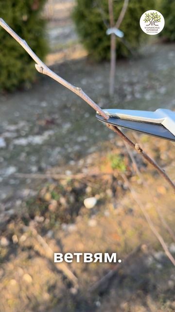 Обрезка молодой яблони