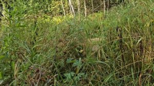 Хребтово.mp4