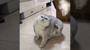 VID_20250827_133511_920.mp4.mov