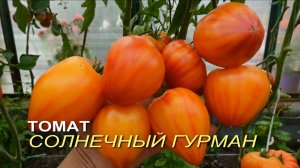 Томат СОЛНЕЧНЫЙ ГУРМАН. Обзор сортов ТОМАТОВ!