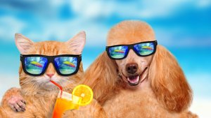 ПРИКОЛЫ С ЖИВОТНЫМИ ДО СЛЕЗ #161 Смешные КОТЫ И СОБАКИ  Приколы