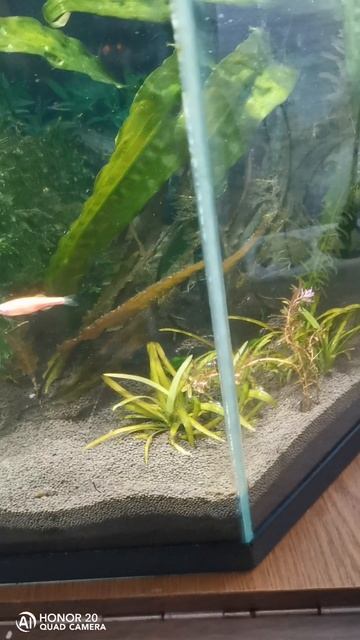 petal_20250814_100211.mp4 смотреть онлайн