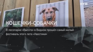 КОШЕЧКИ-СОБАЧКИ