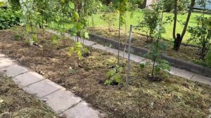 Пришло время подготовки грядок к новому сезону