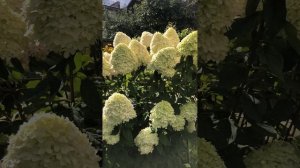 Гортензия Лаймлайт: многолетний фаворит в моем саду